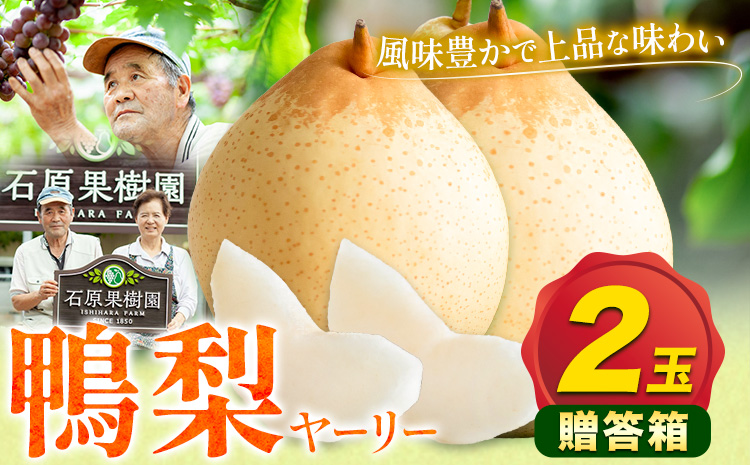 【先行予約】梨 なし 鴨梨 ヤーリー 贈答箱 2玉 石原果樹園 《11月中旬-12月下旬頃出荷》岡山県 浅口市 果物 フルーツ お取り寄せ お取り寄せフルーツ 送料無料---124_3173_11b12c_25_11500_2tm---