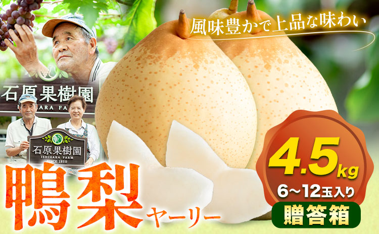 【先行予約】梨 なし 鴨梨 ヤーリー 贈答箱 4.5kg(6~12玉入り) 石原果樹園 《11月中旬-12月下旬頃出荷》岡山県 浅口市 果物 フルーツ お取り寄せ お取り寄せフルーツ 送料無料---124_3179_11b12c_25_26000_4500g---
