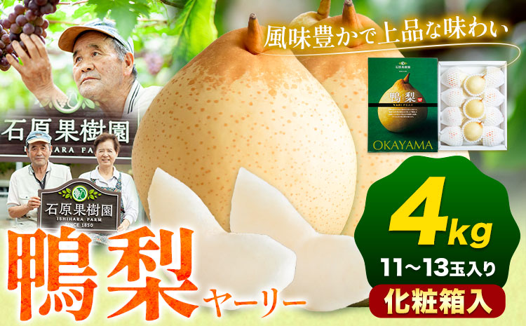 【先行予約】梨 なし 鴨梨 ヤーリー 梨 化粧箱入 4kg (11～13玉入り) 石原果樹園 《2026年11月中旬-12月下旬頃出荷》岡山県 浅口市 果物 フルーツ お取り寄せ お取り寄せフルーツ 送料無料---124_3177_11b12c_25_20500_4kg---