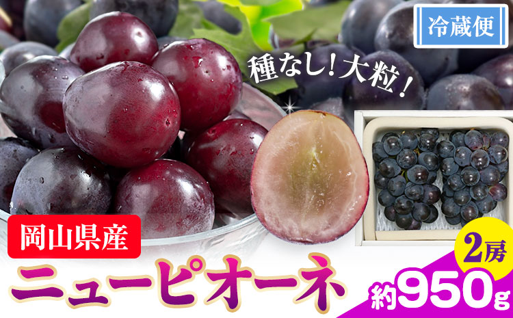 【先行予約】ぶどう ニューピオーネ  約950g 2房 【配送不可地域あり】（北海道・沖縄・離島） 株式会社藍《9月中旬-10月下旬頃出荷》 岡山県 浅口市 岡山県産 ぶどう フルーツ 果物 くだもの ピオーネ 送料無料---124_c3253_9b10c_25_15000_2---