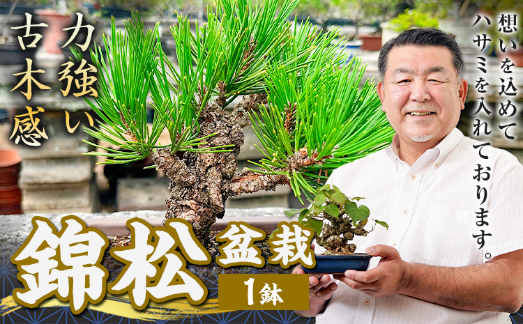 盆栽 錦松 1鉢 盆栽 古城愛朋園《90日以内に出荷予定(土日祝除く)》岡山県 浅口市 送料無料 盆栽---124_332_90d_23_17000_17---
