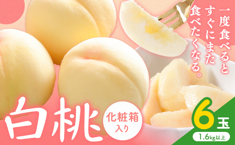 【2026年先行予約】白桃 6玉(1.6kg以上) 株式会社山博 (中本青果)《2026年7月上旬-8月上旬頃出荷》 桃 もも 【配送不可地域あり】（北海道・沖縄・離島）---124_c1848_7a8a_25_32000_6p---