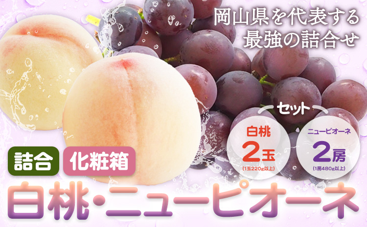 【2026年先行予約】詰合 白桃 1玉220g以上 2玉・ニューピオーネ 1房480g以上 2房 株式会社山博(中本青果)《2026年7月下旬-8月中旬頃出荷》【配送不可地域あり】（北海道・沖縄・離島）---124_c1858_7c8b_25_24000_4p---