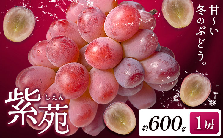 【先行予約】ぶどう紫苑 約 600g 1房 【配送不可地域あり】（北海道・沖縄・離島） 株式会社藍《2026年11月上旬-12月上旬頃出荷》 岡山県 浅口市 岡山県産 ぶどう フルーツ 果物 くだもの しえん 赤ぶどう 送料無料---124_c3250_11a12a_25_15000_600g---