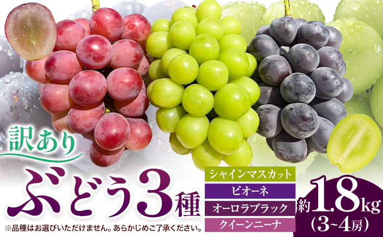 訳あり ぶどう 3種 セット 約1.8kg ( 3~4房 ) シャインマスカット ピオーネ クイーンニーナ オーロラブラック 株式会社日本植生グループ本社 NISSHOKU FARM《9月下旬-12月末頃出荷》ブドウ 浅口市 【配送不可地域あり】 (離島)---124_c3268_9c12m_25_17500_1800g---