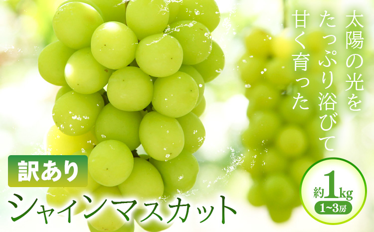 訳あり シャインマスカット 約1kg(1~3房) 株式会社日本植生グループ本社 NISSHOKU FARM《9月下旬-12月末頃出荷》葡萄 ブドウ ぶどう 浅口市 【配送不可地域あり】 (離島)---124_c3267_9c12m_25_13000_1kg---