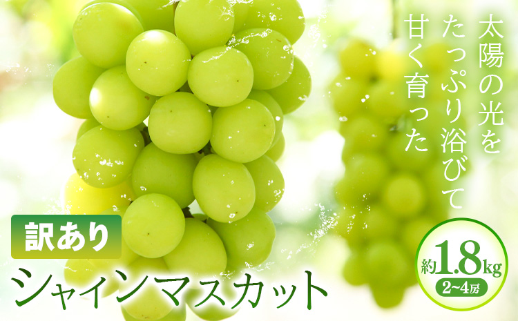 訳あり シャインマスカット 約1.8kg(2~4房) 株式会社日本植生グループ本社 NISSHOKU FARM《9月下旬-12月末頃出荷》葡萄 ブドウ ぶどう 浅口市 【配送不可地域あり】 (離島)---124_c3266_9c12m_25_17500_1800g---