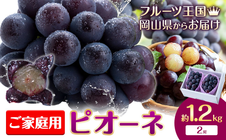 【先行予約】ぶどう ご家庭用 ピオーネ 約1.2kg (2房) もりおか農園《9月上旬-10月上旬頃出荷》岡山県 浅口市 送料無料 ぶどう フルーツ 果物 くだもの デザート おやつ【配送不可地域あり】---124_c2119_9a10a_25_14000_1200g---