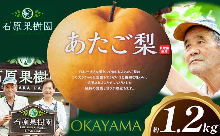 梨 あたご梨 1玉 約1.2kg 贈答箱入り 石原果樹園《2026年11月中旬-12月下旬頃出荷》岡山県 浅口市 フルーツ 果物 ギフト 贈り物 国産 岡山県産 送料無料---124_3324_11b12c_25_11000_1200g---
