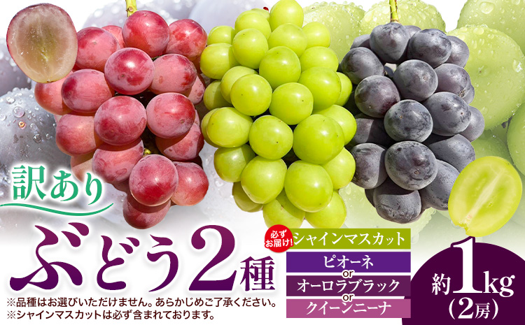 訳あり ぶどう 2種 セット 約1kg ( 2房 ) シャインマスカット ＋ ピオーネ or クイーンニーナ or オーロラブラック 株式会社日本植生グループ本社 NISSHOKU FARM《9月下旬-12月末頃出荷》ブドウ 浅口市 【配送不可地域あり】 (離島)---124_c3269_9c12m_25_13000_1kg---