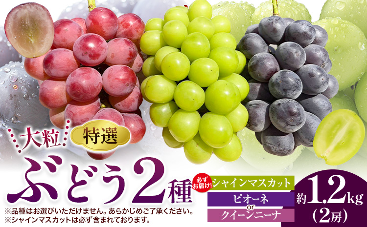 特選 大粒 ぶどう 2種 セット 約1.2kg ( 2房 ) シャインマスカット ＋ ピオーネ or クイーンニーナ 株式会社日本植生グループ本社 NISSHOKU FARM《9月下旬-12月末頃出荷》ブドウ 送料無料 岡山県 浅口市 【配送不可地域あり】 (離島)---124_c3265_9c12m_25_17500_2p---