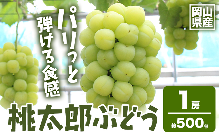【先行予約】岡山県産 桃太郎ぶどう 1房 約500g 《9月上旬-9月下旬頃出荷》晴れの国 おかやま館(フルーツランド岡山) 岡山県 浅口市 フルーツ 果物 青果 旬 葡萄 ぶどう【配送不可地域あり】（離島）---124_c2179_9a9c_25_14000_500g---
