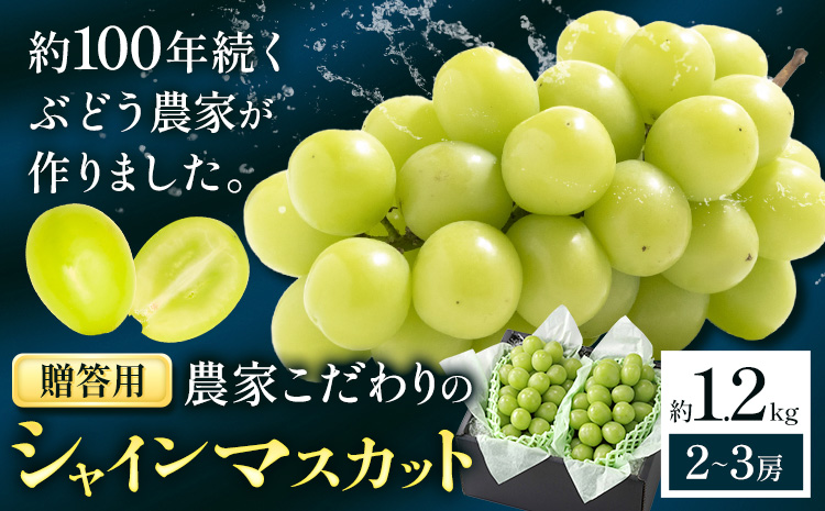 【2026年先行予約】ぶどう シャインマスカット 贈答用 農家こだわりの シャインマスカット 2～3房  約1.2kg 《9月中旬-10月下旬頃出荷(土日祝除く)》 Nini farm マスカット 送料無料 岡山県 浅口市 フルーツ 果物 贈り物 国産 岡山県産 くだもの 果物 青果物---124_c2256_9b10c_25_17500_1200g---