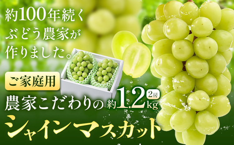 【2026年先行予約】ぶどう シャインマスカット ご家庭用 農家こだわりの シャインマスカット 2房  約1.2kg 《9月中旬-10月下旬頃出荷(土日祝除く)》 Nini farm マスカット 送料無料 岡山県 浅口市 フルーツ 果物 贈り物 国産 岡山県産 くだもの 果物 青果物---124_c2253_9b10c_25_15000_1200g---