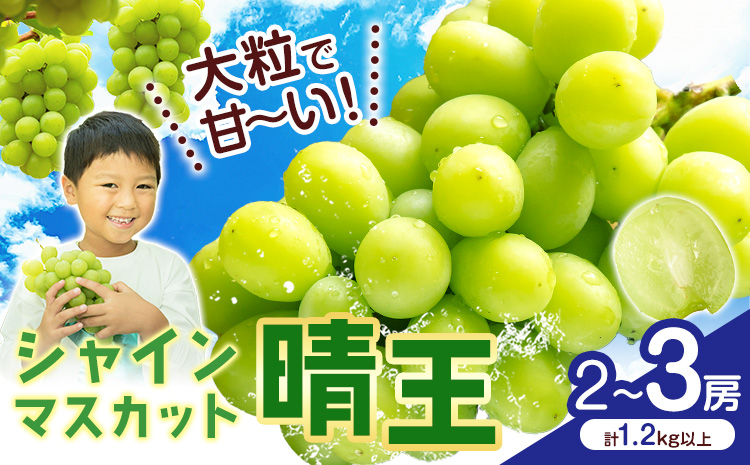 【2026年先行予約】シャインマスカット【晴王】 岡山県産 2-3房(計1.2kg以上) 株式会社Myself《2026年9月上旬-10月下旬頃出荷》マスカット 送料無料 岡山県 浅口市 ぶどう フルーツ 果物 贈り物 ギフト---124_c2426_9a10c_17000_3p---