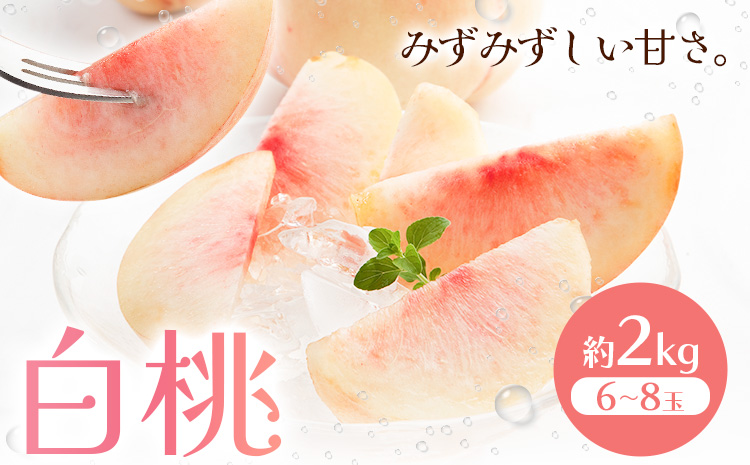 【先行予約】白桃 約2kg もも モモ 岡山 国産 フルーツ 果物 桃茂實苑《6月中旬-8月下旬頃出荷》岡山県 浅口市 フルーツ モモ 果物 青果 旬 白桃 国産 岡山県産【配送不可地域あり】---124_c2128_6b8c_25_38000_2kg---
