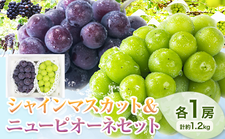 【先行予約】シャインマスカット ＆ ニューピオーネ 各１房 計約1.2kg《9月中旬-10月上旬頃出荷》テレビせとうち株式会社 冷蔵 果物 ブドウ 送料無料 岡山県 浅口市 シャインマスカット【配送不可地域あり】---124_c2524_9b10a_25_20000_2p---