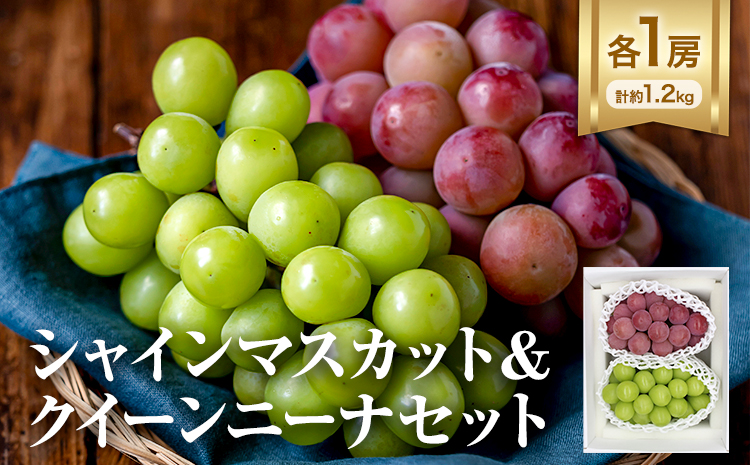 【先行予約】シャインマスカット ＆ クイーンニーナ 各１房 計約1.2kg《9月中旬-10月中旬頃出荷》テレビせとうち株式会社 冷蔵 果物 ブドウ 送料無料 岡山県 浅口市 シャインマスカット【配送不可地域あり】---124_c2525_9b10b_25_20000_2p---