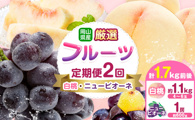 【先行予約】岡山県産 厳選 フルーツ 定期便 2回 白桃 ニューピオーネ 計1.7kg前後 株式会社藍《2026年7月上旬-9月末頃出荷》 岡山県 浅口市 岡山県産 白桃 桃 ニューピオーネ 種無し 旬 フルーツ 果物 くだもの 送料無料 【配送不可地域あり】---124_c1987_7a9m_25_25000_jul2_tei---