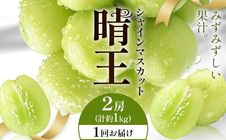 【2026年発送先行予約】シャインマスカット 晴王 1回お届け 2房(合計約1kg) シャイン マスカット《2026年9月中旬-10月中旬頃出荷予定》 晴レ乃青果(岡山中央卸売市場店(富士紙工有限会社)) 送料無料 岡山県 浅口市 フルーツ 果物 岡山県産【配送不可地域あり】---124_c2235_9b10b_29000_1000---