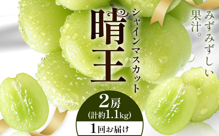 【2026年発送先行予約】シャインマスカット 晴王 1回お届け 2房(合計約1.1kg) シャイン マスカット《2026年9月中旬-10月中旬頃出荷予定》 晴レ乃青果(岡山中央卸売市場店(富士紙工有限会社)) 送料無料 岡山県 浅口市 フルーツ 果物 岡山県産【配送不可地域あり】---124_c2236_9b10b_31000_1100---