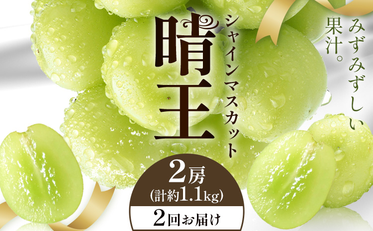 【2026年発送先行予約】シャインマスカット 晴王 2回お届け 2房(合計約1.1kg) シャイン マスカット《2026年9月中旬-10月中旬頃出荷予定》 晴レ乃青果(岡山中央卸売市場店(富士紙工有限会社)) 送料無料 岡山県 浅口市 フルーツ 果物 岡山県産【配送不可地域あり】---124_c2238_9b10b_60000_sep2_tei---