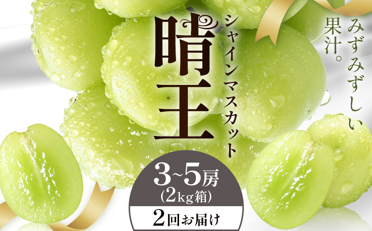 【2026年発送先行予約】シャインマスカット 晴王 2回お届け 3-5房(2kg箱) シャイン マスカット《2026年9月中旬-10月中旬頃出荷予定》 晴レ乃青果(岡山中央卸売市場店(富士紙工有限会社)) 送料無料 岡山県 浅口市 フルーツ 果物 岡山県産【配送不可地域あり】---124_c2240_9b10b_124000_sep2_tei---
