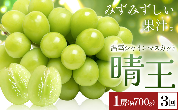 【2026年発送先行予約】シャインマスカット 温室 晴王 1房(約700g) 3回お届け シャイン マスカット《2026年7月中旬-9月中旬頃出荷》晴レ乃青果　(岡山中央卸売市場店(富士紙工 有限会社)) 送料無料 岡山県 浅口市 フルーツ 果物 岡山県産【配送不可地域あり】---124_c2228_7b9b_81000_jul3_tei---