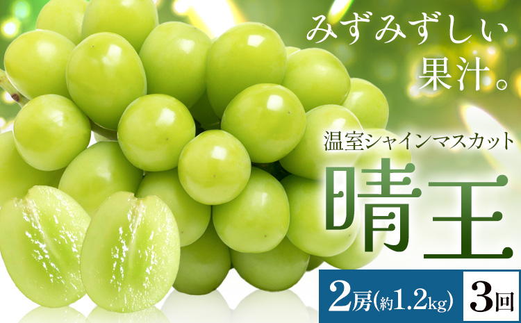 【2026年発送先行予約】シャインマスカット 温室 晴王 2房(合計約1.2kg) 3回お届け シャイン マスカット《2026年7月中旬-9月中旬頃出荷》晴レ乃青果　(岡山中央卸売市場店(富士紙工 有限会社)) 送料無料 岡山県 浅口市 フルーツ 果物 岡山県産【配送不可地域あり】---124_c2229_7b9b_124000_jul3_tei---