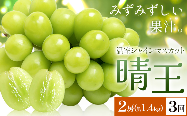 【2026年発送先行予約】シャインマスカット 温室 晴王 2房(合計約1.4kg) 3回お届け シャイン マスカット《2026年7月中旬-9月中旬頃出荷》晴レ乃青果　(岡山中央卸売市場店(富士紙工 有限会社)) 送料無料 岡山県 浅口市 フルーツ 果物 岡山県産【配送不可地域あり】---124_c2230_7b9b_142000_jul3_tei---