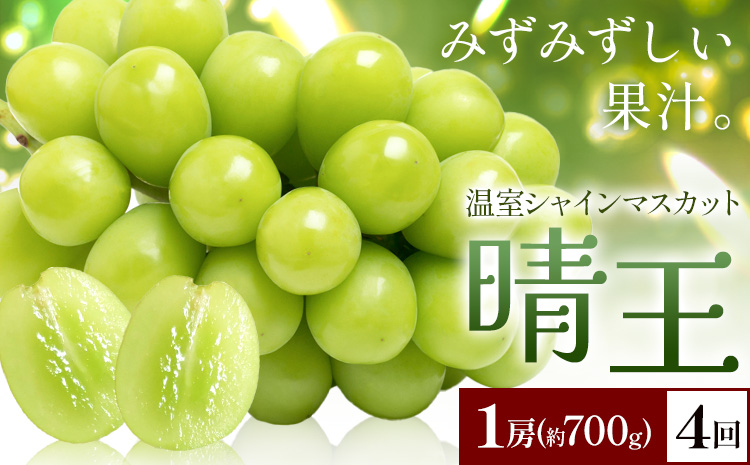 【2026年発送先行予約】シャインマスカット 温室 晴王 1房(約700g) 4回お届け シャイン マスカット《2026年7月中旬-10月中旬頃出荷》晴レ乃青果　(岡山中央卸売市場店(富士紙工 有限会社)) 送料無料 岡山県 浅口市 フルーツ 果物 岡山県産【配送不可地域あり】---124_c2232_7b10b_101000_jul4_tei---