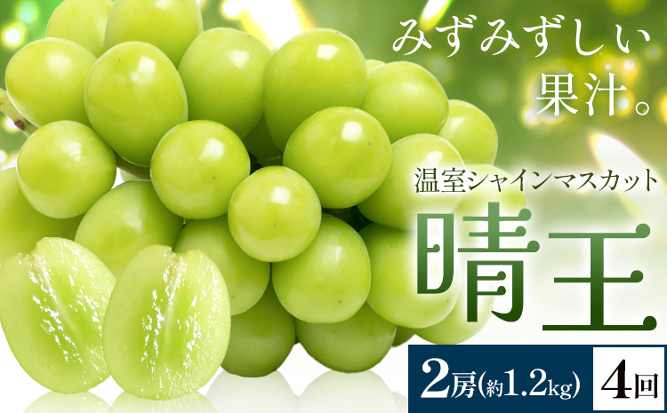 【2026年発送先行予約】シャインマスカット 温室 晴王 2房(合計約1.2kg) 4回お届け シャイン マスカット《2026年7月中旬-10月中旬頃出荷》晴レ乃青果　(岡山中央卸売市場店(富士紙工 有限会社)) 送料無料 岡山県 浅口市 フルーツ 果物 岡山県産【配送不可地域あり】---124_c2233_7b10b_165000_jul4_tei---