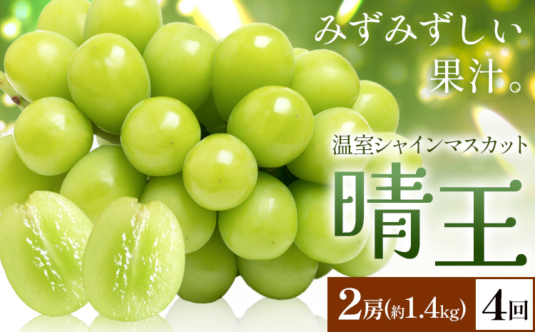 【2026年発送先行予約】シャインマスカット 温室 晴王 2房(合計約1.4kg) 4回お届け シャイン マスカット《2026年7月中旬-10月中旬頃出荷》晴レ乃青果　(岡山中央卸売市場店(富士紙工 有限会社)) 送料無料 岡山県 浅口市 フルーツ 果物 岡山県産【配送不可地域あり】---124_c2234_7b10b_180000_jul4_tei---