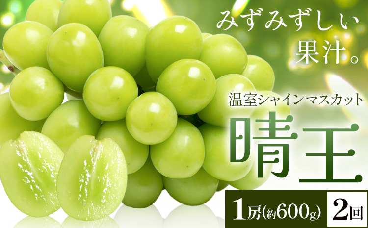 【2026年発送先行予約】シャインマスカット 温室 晴王 1房(約600g) 2回お届け シャイン マスカット《2026年7月中旬-8月中旬頃出荷》晴レ乃青果　(岡山中央卸売市場店(富士紙工 有限会社)) 送料無料 岡山県 浅口市 フルーツ 果物 岡山県産【配送不可地域あり】---124_c2223_7b8b_47000_jul2_tei---