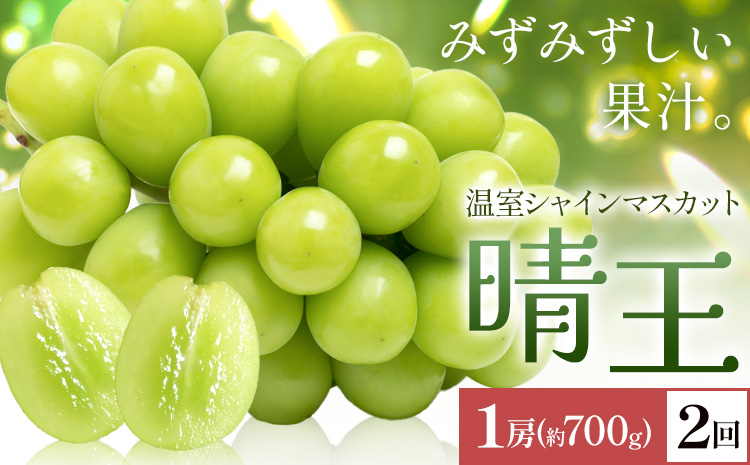 【2026年発送先行予約】シャインマスカット 温室 晴王 1房(約700g) 2回お届け シャイン マスカット《2026年7月中旬-8月中旬頃出荷》晴レ乃青果　(岡山中央卸売市場店(富士紙工 有限会社)) 送料無料 岡山県 浅口市 フルーツ 果物 岡山県産【配送不可地域あり】---124_c2224_7b8b_55000_jul2_tei---