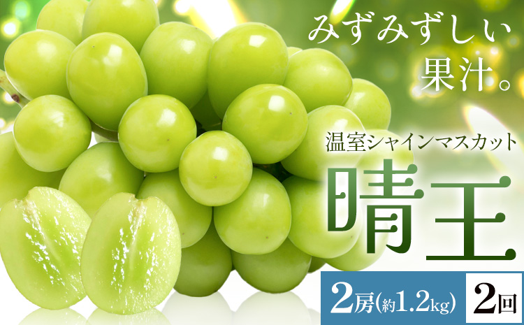 【2026年発送先行予約】シャインマスカット 温室 晴王 2房(合計約1.2kg) 2回お届け シャイン マスカット《2026年7月中旬-8月中旬頃出荷》晴レ乃青果　(岡山中央卸売市場店(富士紙工 有限会社)) 送料無料 岡山県 浅口市 フルーツ 果物 岡山県産【配送不可地域あり】---124_c2225_7b8b_86000_jul2_tei---