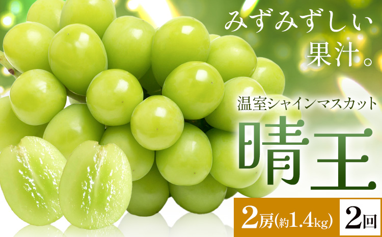 【2026年発送先行予約】シャインマスカット 温室 晴王 2房(合計約1.4kg) 2回お届け シャイン マスカット《2026年7月中旬-8月中旬頃出荷》晴レ乃青果　(岡山中央卸売市場店(富士紙工 有限会社)) 送料無料 岡山県 浅口市 フルーツ 果物 岡山県産【配送不可地域あり】---124_c2226_7b8b_99000_jul2_tei---