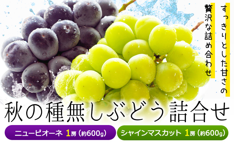 【2026年先行予約】秋の種無しぶどう詰合せ ニューピオーネ シャインマスカット 1房約600g 環山堂株式会社《2026年9月上旬-10月上旬頃出荷》---124_c2271_9a10a_25_21500_30---