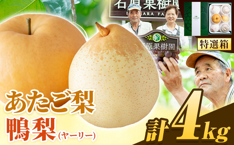 【2026年先行予約】梨 詰め合わせ 計4kg あたご2～3玉・鴨梨3～7玉 石原果樹園 《2024年11月下旬-12月下旬頃より発送予定》---124_3184_11b12c_25_24500_4kg---