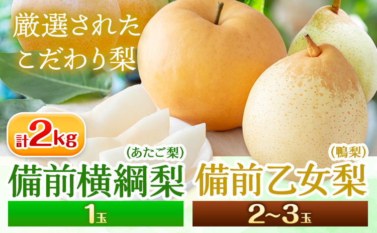 【2026年先行予約】梨 詰め合わせ 計2kg 横綱梨1玉・乙女梨2～3玉 石原果樹園 《2026年11月中旬-12月下旬頃より発送予定》---124_3192_11b12c_25_25000_2kg---