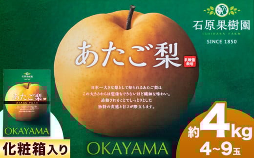 【2026年先行予約】梨 あたご梨  4～9玉（約4kg） 化粧箱 石原果樹園 《2026年11月中旬-12月下旬頃より発送予定》 フルーツ 果物 ギフト---124_3171_11b12c_25_22000_4kg---