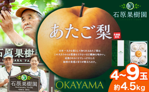 【2026年先行予約】梨 あたご梨 4～9玉（約4.5kg） 特選箱 石原果樹園 《2026年11月中旬-12月下旬頃より発送予定》 フルーツ 果物 ---124_3172_11b12c_25_26000_4500g---