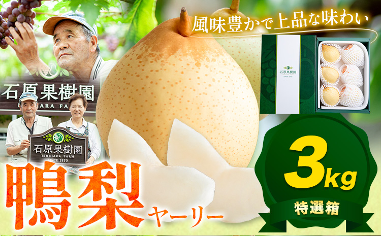 【2026年先行予約】梨 なし 鴨梨 ヤーリー 梨 特選箱 3kg（5～10玉入り） 石原果樹園 《2026年11月中旬-12月下旬頃より発送予定》---124_3175_11b12c_25_19000_3kg---