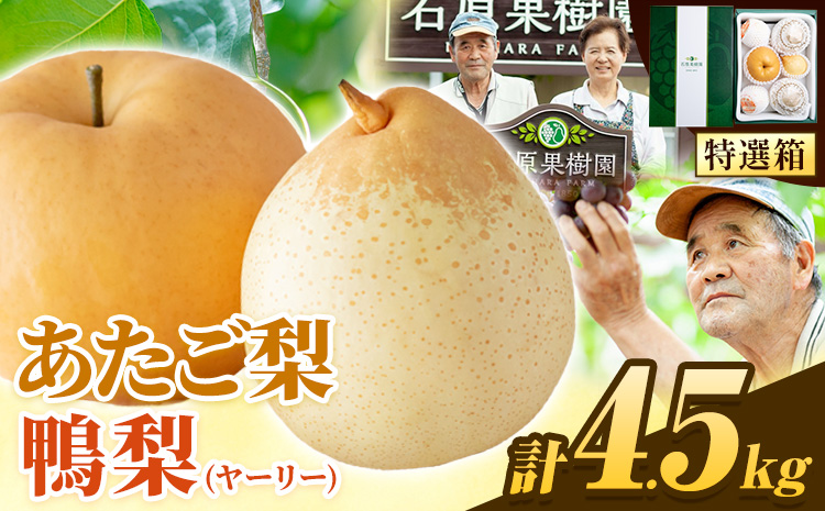 【2026年先行予約】梨 詰め合わせ 計4.5kg  あたご2～3玉・鴨梨3～7玉 特選箱 石原果樹園 《2026年11月中旬-12月下旬頃より発送予定》 果物 梨---124_3185_11b12c_25_27000_4500g---