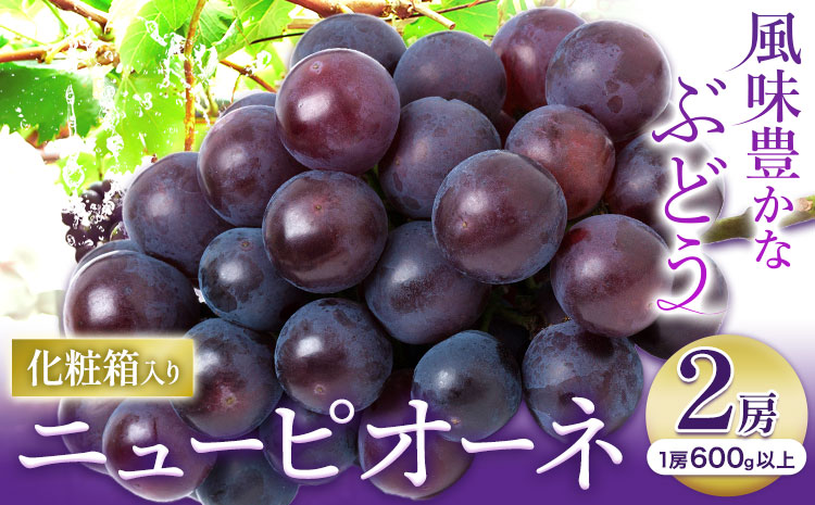 【2026年先行予約】ニューピオーネ 1房600ｇ以上 2房 化粧箱入り 株式会社山博(中本青果)《2026年8月下旬-10月上旬頃出荷》【配送不可地域あり】（北海道・沖縄・離島）---124_c1857_8c10a_25_18500_2p---