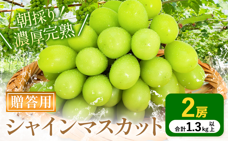 贈答クラス シャインマスカット 2房 (合計1.3kg以上) OEC KINGDOMぶどう家 《8月下旬-10月上旬頃出荷》岡山県 浅口市 ぶどう 果物 贈答用【配送不可地域あり】（離島）--124_c3255_8c10a_25_21500_2p---