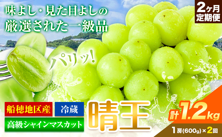 【2026年先行予約】高級 シャインマスカット 2ヶ月 定期便 晴王 1.2㎏ 《9月上旬-10月末頃出荷(土日祝除く)》 【配送不可地域あり】（北海道・沖縄・離島）---124_c1969_25_41000_600g_tei---