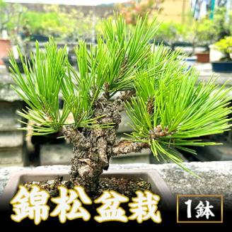 盆栽 錦松 1鉢 盆栽 古城愛朋園[90日以内に出荷予定(土日祝除く)]岡山県 浅口市 送料無料 盆栽---124_332_90d_23_17000_17---