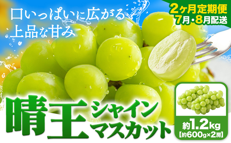 [2ヶ月定期便]ぶどう シャインマスカット 晴王 1.2kg 2房 ハレノフルーツ(アストライ)[7月上旬-8月末頃出荷]岡山県 浅口市 送料無料 フルーツ 果物 マスカット お取り寄せフルーツ[配送不可地域あり](北海道・沖縄・離島)---124_c1112tei_7j8m_24_83000_jul2---