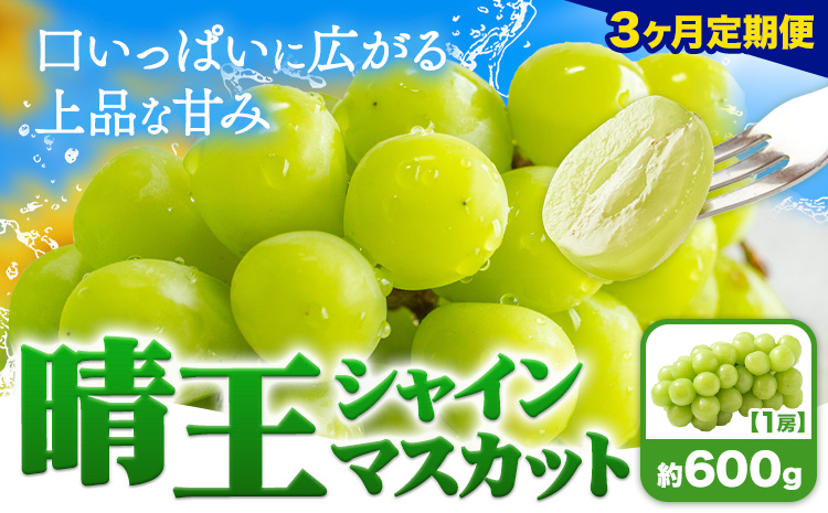 [3ヶ月定期便]ぶどう シャインマスカット 晴王 600g 1房 ハレノフルーツ(アストライ)[7月上旬-9月末頃出荷]岡山県 浅口市 送料無料 フルーツ 果物 マスカット お取り寄せフルーツ[配送不可地域あり](北海道・沖縄・離島)---124_c1114tei_7j9m_24_71000_jul3---